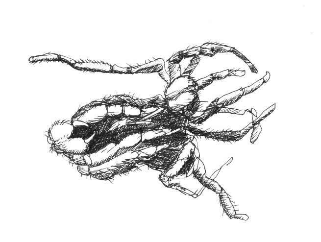 Zeichnung: sich häutende Spinne